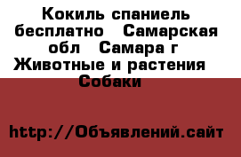 Кокиль спаниель бесплатно - Самарская обл., Самара г. Животные и растения » Собаки   